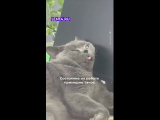 Все мы к вечеру пятницы...    #лентадобра@lentaru    Подпишись на Ленту.ру (видео)