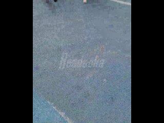 «Аааа, бл*!» — в Таганроге прохожий спас женщину с ребенком, отогнав от них стаю бродячих собак    В парке Таганрога... (видео)