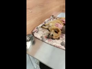 Жители Шахты обеспокоены массовой травлей собак. За последние несколько дней они обнаружили на улицах семь отравленных... (видео)