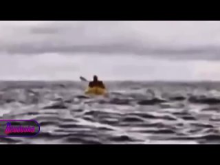 В Чили кит пытался проглотить молодого человека вместе с лодкой, но быстро выплюнул    В Магеллановом проливе горбатый... (видео)