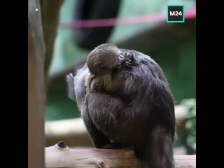 🐒 Очаровательное пополнение в Московском зоопарке: на свет появился детёныш капуцина плаксы    Мама пока носит кроху... (видео)