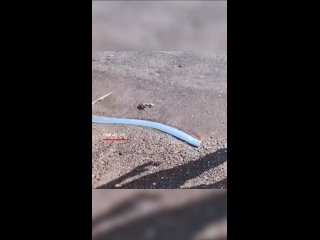 У берегов Мексики нашли "рыбу Судного дня" - глубоководного сельдяного короля, который всплыл на поверхность. ... (видео)
