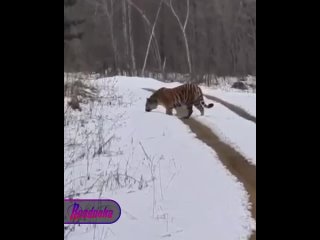 Настойчивое слово и кошке понятно — тигр услышал крепкое утверждение приморца и решил уступить дорогу    Недалеко от... (видео)