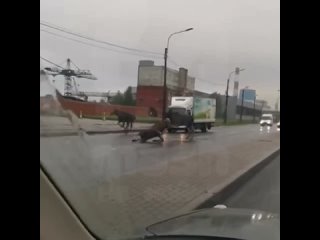 Лосиные приключения в Купчино продолжаются   На юге Питера настоящее нашествие лосей — на этот раз трое сохатых... (видео)