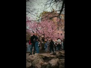 нет. предпочитаю Крестовский утром в будни - Юлия Сариева