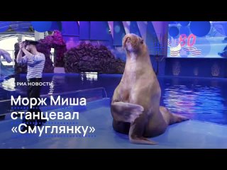 Морж Миша станцевал под "Смуглянку" в преддверии Дня Победы. Вместе со своим тренером он выступил на сцене Приморского... (видео)