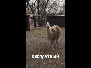 В жилом комплексе «Золотые ключи» есть зоопарк с бесплатным входом.  На его территории обитают олени, ламы, еноты,... (видео)