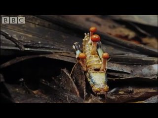 Cordyceps зомбирует и убивает муравья
