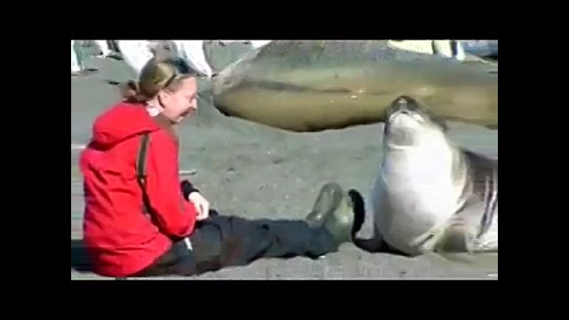 Простые радости. Gold Harbor, South Georgia, южная оконечность Южной