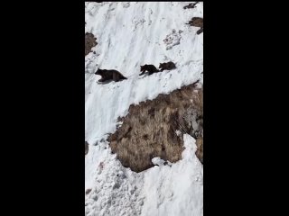 Величественная красота дикой природы совсем рядом с нами  🎥 sochimountain_trek_king (видео)