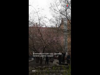 В Саду Дружбы на Литейном началось цветение сакуры — деревья покрылись нежно-розовыми лепестками, наполняя пространство... (видео)