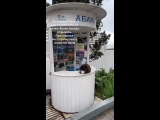 😹 Котики захватывают рабочие места в Сочи.  🎥? (видео)