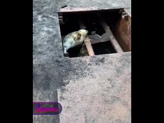 Нерпа на ремонте — в доке судозавода в Мурманске нашли выбившегося из сил морского гостя    На мурманском судоремонтном... (видео)