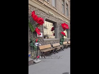 Невероятно красивая весенняя локация для фото найдена в Петербурге  Здесь расцвели роскошные маки, которые создают... (видео)