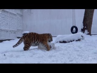 😊 А вот и прекрасный пример жизнерадости: тигренок Жигер из Ростовского зоопарка впервые в жизни играет в снегу! (видео)