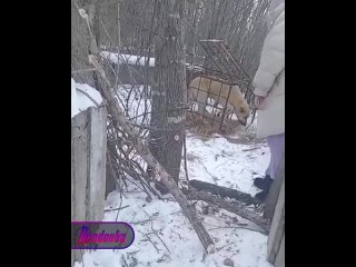 В Приморье тигра ловят на живых собак в клетках, расставленных по городу — из-за их освобождения местным пришлось... (видео)