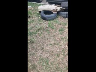 Ни одной свиньи в итоге не показали🐷🐷🐷🐷🐷.. - Золото Валькирии