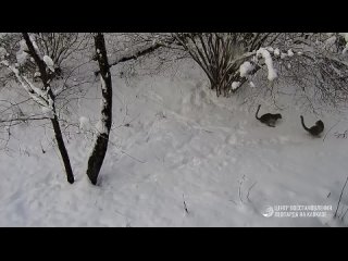 Леопарды радуются снегу в Сочи 🐆  Грациозные кошки, похоже, забыли, что они грозные хищники. Да и как тут удержаться —... (видео)