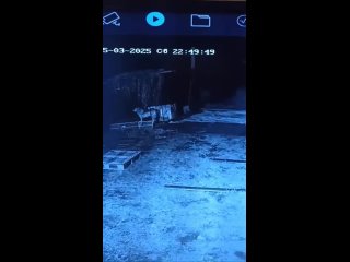 Сторожевой пёс прогнал тигра от жилых домов в Приморье  Хищник решил поужинать в селе Кравцовка Хасанского района — от... (видео)