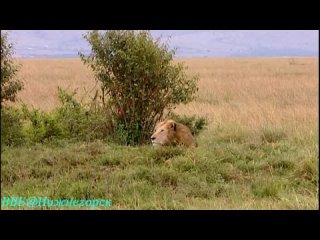 BBC «Рассказы о животных» (01 серия) (Документальный, 2008)