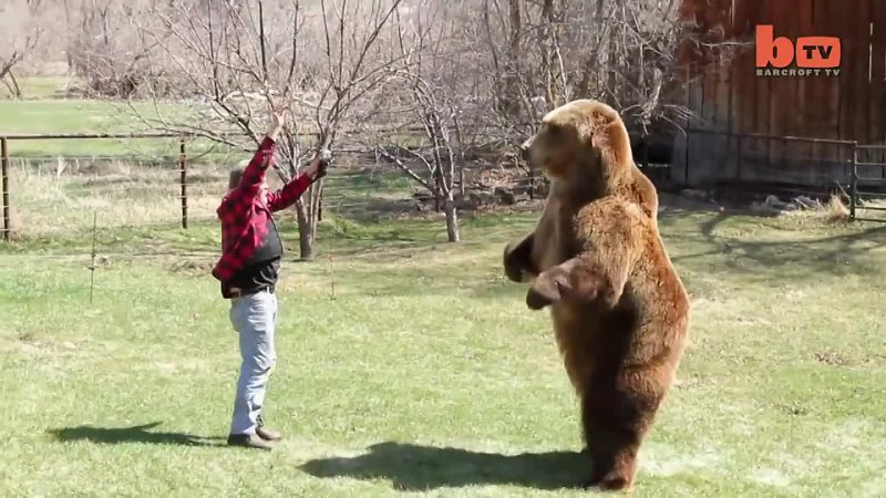 Wrestling A Grizzly Bear In My Garden