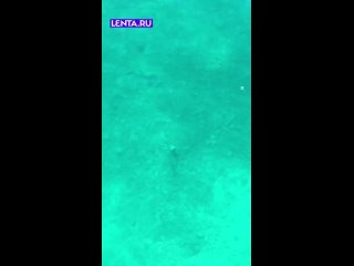 Вы когда-нибудь видели, как скат выпрыгивает из воды?   Теперь видели!  Создаётся впечатление, что он летает над водой ... (видео)