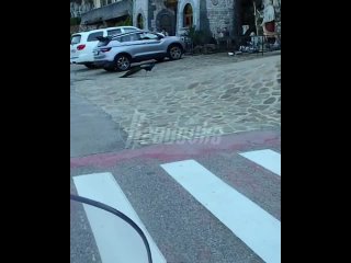 Суп из павлина отменяется! — пернатый красавец решил устроить себе вояж по Сочи    Недалеко от курортной столицы России... (видео)