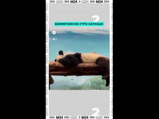 🐼 Как начинается утро у панды Катюши посреди рабочей недели? С безмятежного посапывания — малышка уютно устроилась на... (видео)