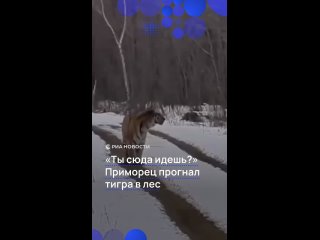 "Ты сюда идешь?": удивительную выдержку и самообладание продемонстрировал приморец при встрече с тигром. Хищник и... (видео)