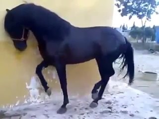 Танцующий конь