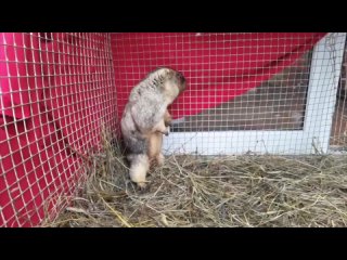 Сурок Фил из хозяйства «Приют Белоснежки» под Петербургом предсказал раннюю весну — он не испугался своей тени, хоть и... (видео)