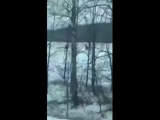 🫎 Стадо сохатых заметили в районе Зиняков в Городецком районе.  Мало нам снега, еще р лоси неожиданно выскакивают на... (видео)