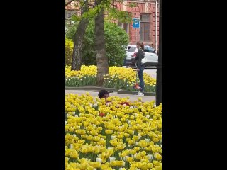 Ростов-на-Дону вновь украсят миллионами тюльпанов.    Об этом объявили на расширенном планерном совещании в... (видео)