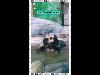 Кажется, кто-то уже открыл купальный сезон: панда Жуи в Московском зоопарке настолько обрадовался теплу, что не может... (видео)