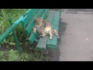 Очень толстый кот сидит на лавочке - neblya