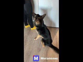 "Дай лапу, Кай!" Колпинцы забрали щенка у равнодушного хозяина, [https://vk.com/wall-68471405_19626957|державшего его... (видео)