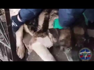 Не рассчитал пушистость — новосибирские спасатели вызволили пса, застрявшего в калитке    Хороший и большой мальчик... (видео)