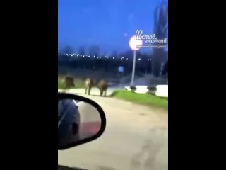 В Волгодонске заметили, как бегают по дороге три кабанчика (видео)