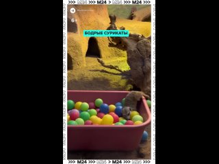 🐾 Начнём утро с неугомонными сурикатами — в Московском зоопарке для малышей подготовили корзины с разнообразными... (видео)