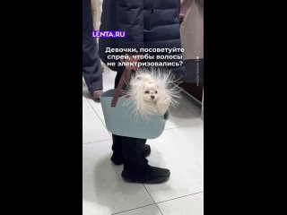 Какой милый одуванчик! - Анна Южная