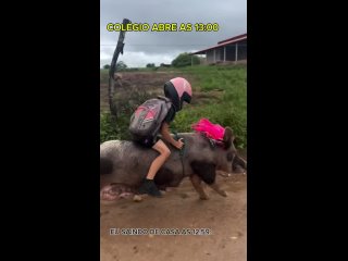 🐖 Ездящий в школу верхом на свинье мальчик покорил соцсети    В бразильском городе Жирау-ду-Понсиану 9-летний Гутиньо... (видео)