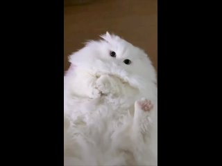 Доброе утро, друзья! (видео)