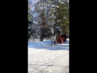 В Шолоховском районе царит настоящая зимняя сказка — белоснежные пейзажи, усыпанные снегом, вызывают восторг.  Видео из... (видео)