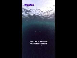 Показываем вам подводный мир глазами дайвера.   Только посмотрите, как красиво!   #лентадобра@lentaru  ... (видео)