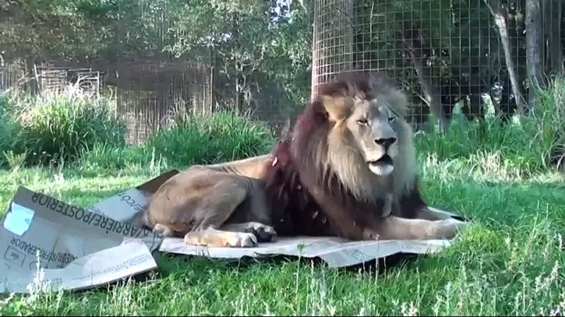 BIG CATS like boxes too , Кошки и