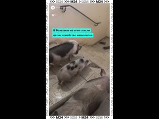 🐽 Удивительное спасение случилось в Балашихе — целое стадо мини-пигов эвакуировали из задымленной многоэтажки.   ... (видео)