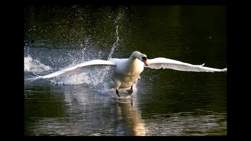 Devakant. White Swan