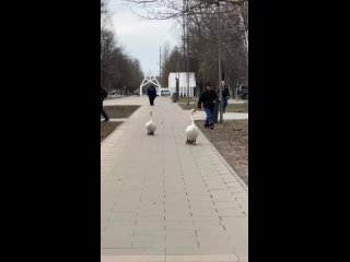 В Лианозовском парке вновь появились Ромео и Джульетта, которые вернулись в свой пруд после долгого зимнего отдыха! (видео)