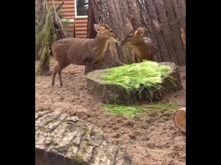 🧺 Китайские мунтжаки устроили пикник в Ленинградском зоопарке  Киперы угостили их свежей травой, фруктами и мясом. (видео)