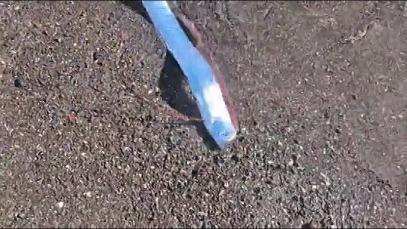 На Канарских островах заметили "рыбу Судного дня" — предвестницу катастроф    На побережье Канарских островов... (видео)